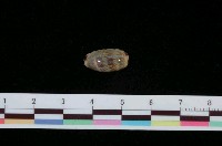 藏品(白貓寶螺)的圖片